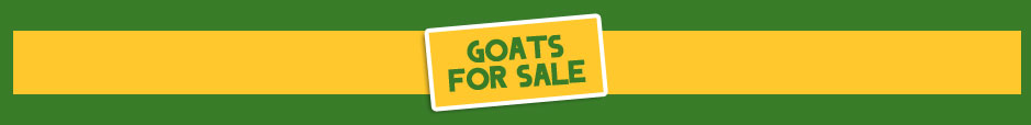 Goats For Sale